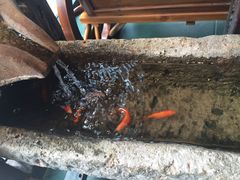 -兵哥豌豆面(雅颂居店)