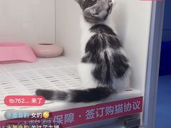 -lincat·猫舍(广州店)