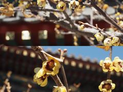 -国家植物园