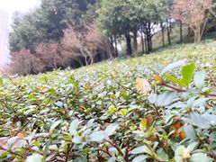 -龙头寺公园