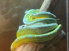 -上海大自然野生昆虫馆(东方明珠·爬宠昆虫探索中心)