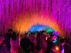 -大塘金香草谷