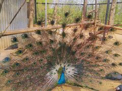 -石家庄市动物园