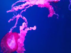 -西安曲江海洋极地公园