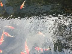 -小陆莲花蟹园农家乐(莲花岛店)