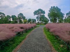-南湖湿地公园