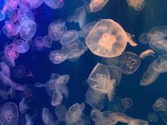 -成都浩海立方海洋公园