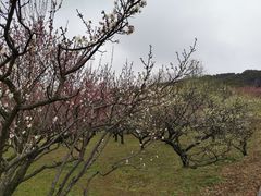 -苏州上方山国家森林公园