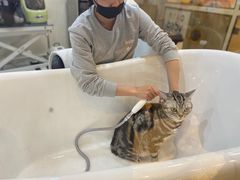 -momokira米努特·德文卷毛猫·棉花面纱犬