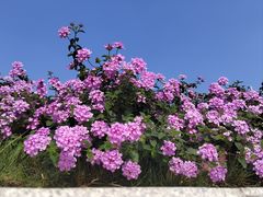 -广州市白云山风景名胜区