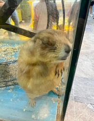 -神奇动物撸宠馆·羊驼·小浣熊·异宠(豫园店)