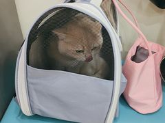 -天宠宠物医院24小时·急重症诊疗中心·全科·腔镜特色(和平分院)