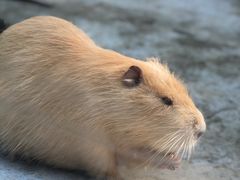 -青岛森林野生动物世界