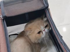 -北京观赏动物医院·24小时大型综合·猫专科·异宠专科