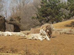 -北京野生动物园