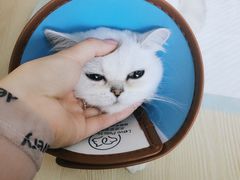 -乐派堂宠物医院·猫友好· 心脏科(东街店)