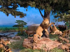 -国家自然博物馆