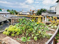 -喵屿·大理花园猫咖