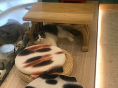 -飞行喵MR PILOT|猫舍·猫咖(静安大融城店)