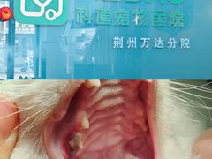 -科道动物医院·急重症中心(万达院)
