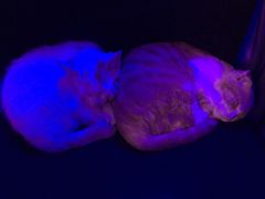 -星宿秘码(鼓浪屿老店)