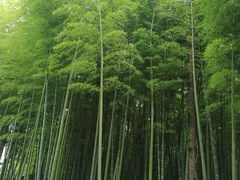 -同里国家湿地公园