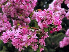 -海棠花溪(元大都城垣遗址公园)