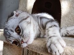 -康乐宝动物医院