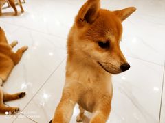 -柴源莊·柴小宠柴犬咖啡