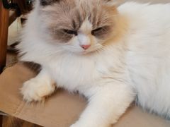 -猫咪派对(江南西店)