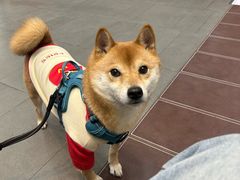 -联合动物医院(光谷诊疗中心)