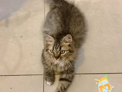 -平行世界·猫咖(首经贸店)