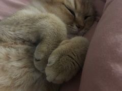 -袖虎·猫馆(体育西路店)