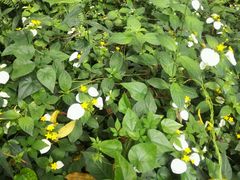 -广西壮族自治区药用植物园
