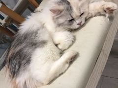 -喵的天空名猫咖啡馆·撸猫·猫舍·用品