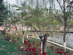 -雁滩公园