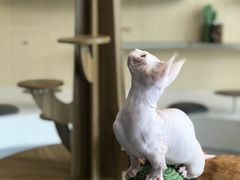 -飞行喵MR PILOT|猫舍·猫咖(静安大融城店)