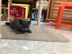 -袖虎·猫馆(体育西路店)