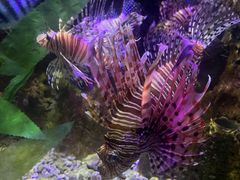 -太平洋海底世界