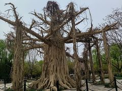 -石家庄市植物园