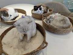 -怪兽屋·羊驼·猫咖·狗咖(俊华广场店)