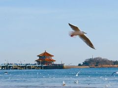 -栈桥景区