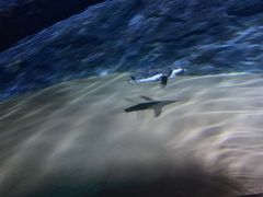 -暹罗海洋世界
