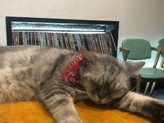 -猫色咖啡·猫咖