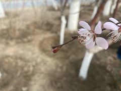 -桃花堤公园