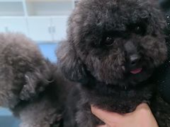 -顺强宠物诊所·狂犬免疫·夜诊·骨科(嘉定店)