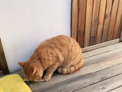 -喵屿·大理花园猫咖
