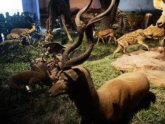 -国家自然博物馆