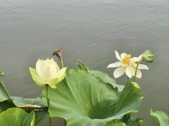 -莲花池公园