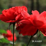人民公园月季花展